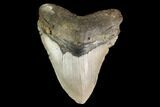 Fossil Megalodon Tooth - North Carolina #147525-1